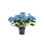 Bitkim Sende Su Mavisi Ortanca Fidanı, Hydrangea Macrophylla, 10-30 cm