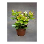Bitkim Sende Sunset Yeşim Çiçeği, Crassula Ovata Saksılı Canlı Bitki, 15-30cm, Yeşil