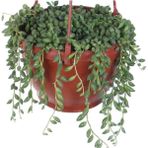 Bitkim Sende Tesbih Çiçeği - Bezelye Kolyesi - Boncuk Çiçeği (Senecio ) Askılı Saksı'da