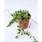 Bitkim Sende Tesbih Çiçeği Sukulent Senecio Tespih Çiçeği 5.5 cm Saksıda