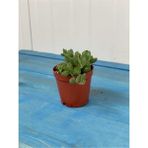 Bitkim Sende Tespih Boncuk Çiçeği Senecio Herreianus 5,5 cm Saksı Kaktüs