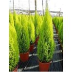 Bitkim Sende Tüplü ( Salon Çamı ) Limoni Servi Çam Fidanı (14 Lük Saksıda- Boyu 30-40 cm ) Limon Kokulu Çam Fida
