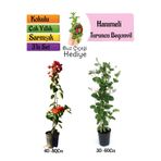 Bitkim Sende Turuncu Borazan Çiçeği