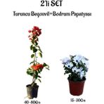 Bitkim Sende Turuncu Renk Begonvil Fidanı+Beyaz Renk Bodrum Papatyası 2'li Set Peyzaj Bitkileri