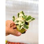 Bitkim Sende Videolu 1 Adet Adaçayı Kokulu Sukulent Beyaz Alacalı 10-15 cm Saksılı Çiçekli Bodur Succulent