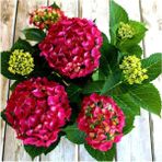 Bitkim Sende Videolu 1 Adet Kırmızı Renk Ortanca Çiçeği Fidanı 30-60 cm Saksılı Çiçekli Bodur Bitkiler Hydrangea