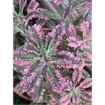 Bitkim Sende Videolu 1 Adet Pembe Aşkın Gözyaşı Çiçeği 5-15 cm Saksılı Çiçekli Bodur Bitki Butterflies Kalanchoe