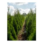 Bitkim Sende Videolu 10 Adet Leylandi Çam Fidanı Saksılı tüplü 15-20 Cm (LEYLAND CYPRESS SAPLİNG)