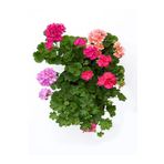Bitkim Sende Videolu 3 Adet Karışık Renk Sakız Sardunya Çiçeği Saksılı Çiçekli Bodur Bitkiler Geranium