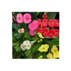 Bitkim Sende Videolu 4 Adet Karışık Renk Dikenler Tacı Çiçeği Fidanı 15-25 Cm Saksılı Çiçekli Bodur Euphorbia