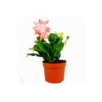 Bitkim Sende Videolu Açık Pembe Yılbaşı Çiçeği Kaktüsü 1 Adet Saksılı 10-20cm Ev Salon Bitkisi (PİNK PASKALYA)