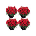 Bitkim Sende Videolu Canlı Kırmızı Kokulu 4 Adet Karanfil Çiçeği Fidanı 15-30cm Saksılı (CARNATİON)