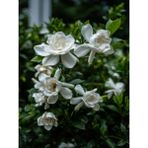 Bitkim Sende Videolu Gardenya Çiçeği (30 50 Cm)1 Adet Saksılı/ Tüplü Çiçekli Bahçe Bitkisi Balkon Gardenia
