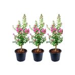 Bitkim Sende Videolu Hoş Kokulu 3 Adet Pembe Oya Ağacı Fidanı 30-65cm Tüplü saksılı (LACEBARK PİNE SAPLİNG)