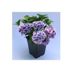 Bitkim Sende Videolu Ithal Mavi Tivoli Ortanca Çiçeği Fidanı 25-45 Cm Saksılı Çiçekli Bodur Blue Hydreangea