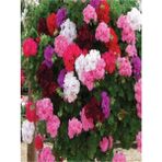 Bitkim Sende Videolu Karışık Renk 1 Adet Mini Sakız Sardunya Çiçeği Fidesi 5-15 cm Tüplü Çiçekli Bodur Geranium