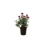 Bitkim Sende Videolu Kırmızı Kokulu Yediveren (50 70 CM) Saksılı Aşılı Gül Red Rose