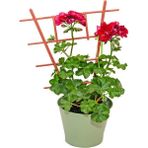 Bitkim Sende Videolu Kırmızı Sakız Sardunya (30 50 Cm)1 Adet Saksılı Çiçekli Bodur Bitki Geranium