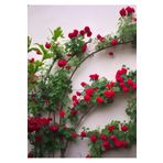 Bitkim Sende Videolu Kırmızı Yediveren Sarmaşık Gül Fidanı (50-80CM) Tüplü Aşılı Gül (RED ROSE)