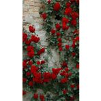 Bitkim Sende Videolu Kırmızı Yediveren Sarmaşık Kokulu 3 Adet Gül Fidanı Saksılı 80-160cm (CLİMBİNG ROSE)