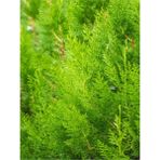 Bitkim Sende Videolu Kokulu Limoni Servi Fidanı (30 50 Cm) 1 Adet Saksılı /tüplü Cupresus Macrocarpa