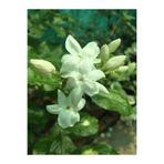 Bitkim Sende Videolu Kokulu Yasemin Çiçeği 30-60 cm Saksılı / Tüplü Dış Mekan Sarmaşık Bitkileri (Jasmine Flower)