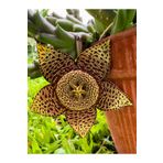 Bitkim Sende Videolu Leş Kaktüs Çiçeği Fidanı 10-20 Cm Saksılı Çiçekli Bodur Bitkiler Stapelia Variegata