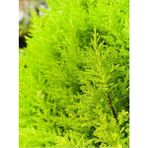 Bitkim Sende Videolu Limon Kokulu Limon Çam Fidanı( 100 120 Cm)1 Adet Saksılı Dış Mekan Ağaç Cupressus Macrocarpa