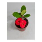 Bitkim Sende Videolu Milli Dikenler Tacı İri Kırmızı Çiçek Açan ( 5-7 Cm) Saksılı Euphorbia