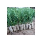 Bitkim Sende Videolu Mis Kokulu 35 Adet Leylandi Çamı Fidesi 15-35cm Saksılı tüplü (LEYLAND CYPRESS SAPLİNG)