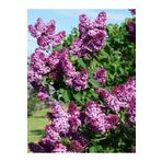 Bitkim Sende Videolu Mis Kokulu Mor Leylak Ağacı Fidanı Tüplü / Saksılı 65-90 cm Bahçe Bitkisi (Lilac Tree)