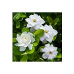 Bitkim Sende Videolu Müthiş Kokulu Salon Bitkisi Gardenya Çiçeği 1 Adet Saksılı 30-40cm (GARDENİA FLOWER)