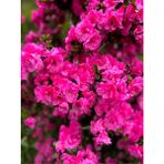 Bitkim Sende Videolu Pembe Açelya (20 40 Cm)1 Adet Saksılı Çiçekli Bodur Bitki Rhododendron