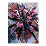 Bitkim Sende Videolu Pembe Aşkın Gözyaşı 1 Adet Saksılı 10-15cm Kaktüs Ve Sukulent (KALANCHOE DAİGREMONTİANA)
