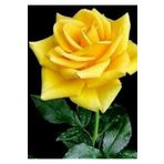 Bitkim Sende Videolu Sarı Aşılı Yediveren Gül (55 65 CM) Fidanı Saksıda Aşılı Gül Yellow Rose
