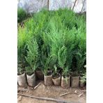 Bitkim Sende Videolu Soğuğa Dayanıklı 10 Adet Leylandi Çamı Fidanı 15-30cm Tüplü (LEYLAND CYPRESS SAPLİNG)
