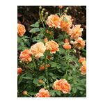 Bitkim Sende Videolu Turuncu Yediveren Kokulu Gül Fidanı 1 Adet Saksılı Bahçe Bitkisi 10-15 Cm (ORANGE ROSE)