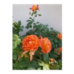 Bitkim Sende Videolu Yediveren Aşılı Kokulu Turuncu Gül Fidanı (50 80 CM) Saksılı Aşılı Gül Orange Rose