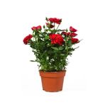 Bitkim Sende Videolu Yediveren Kokulu Kırmızı Gül Fidesi 1 Adet Saksılı/tüplü 10-15 Cm Bahçe Bitkisi (RED ROSE)