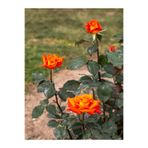 Bitkim Sende Videolu Yediveren Koyu Somon Rengi Gül Fidanı 2 Adet Saksılı/tüplü 35-60 Cm (ORANGE ROSE)