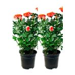 Bitkim Sende Videolu Yediveren Somon Rengi Gül Fidanı 2 ADET Saksılı/Tüplü 30-55 Cm Bahçe Bitkisi (Orange Rose)