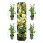Bitkim Sende Videolu Yoğun Kokulu Melisa Çiçeği 4 Adet 55-80 Cm Saksılı/tüplü Bahçe Bitkisi (CESTRUM)