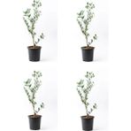 Bitkim Sende Videolu Zeytin Fidanı 4 Adet Saksılı/tüplü (50-70CM) 1. Kalite Çok Yıllık (Olive Sapling)