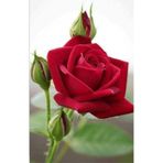 Bitkim Sende Yediveren Kırmızı Gül Fidanı, 23-35 cm, Saksılı Aşılı, Red Rose