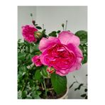 Bitkim Sende Yediveren Kokulu Katmerli Pembe Gül Fidanı, Saksılı, 30-55 cm
