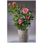 Bitkim Sende Yediveren Pembe Renk Gül Fidanı, Saksılı, 30-50 cm