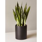 Bitkim Sende Yeşil Kılıç Çiçeği 30 40 cm Paşa Kılıcı Sansevaria Peygamber Kılıcı Çiçeği(Sansevieria Trifasciata)