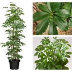 Bitkim Sende Yeşil Şeflera Tek Dallı Salon Bitkisi Schefflera 70-80 cm Iç Mekan Bitkisi