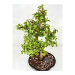 Bitkim Sende Yeşim Para Çiçeği, İç Mekan Bitkisi, Saksılı, 15-30cm