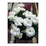 Bitkim Sende Yoğun Kokulu Beyaz Karanfil Çiçeği, 1 Adet Saksılı, 15-30 cm, Dianthus Caryophyllus